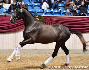 Tørveslettens Sylvester by Sezuan out of the internationally competed Grand Prix mare Tørveslettens Stamina (by Stedinger) :: Photo © Ridehesten