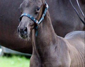 Spirit of the Age OLD x Bretton Woods x Furst Heinrich