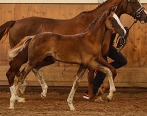 Sir Connery (by Sean Connery x Don Romantic x Royal Dance) was named champion of the 2016 European Breeders Event Finland :: Photo © Minna Alaspaa