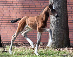 Filly by Frascino x Wanderbusch, Breeder: Zuchthof Up’m Sande, Bakum :: Photo © Tanja Becker