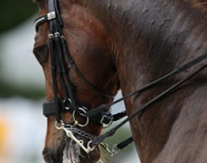 Henriette Andersen's Warlock's Charm in a Fairfax Performance Bridle