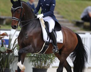 Adelinde Cornelissen's home bred Zephyr (by Jazz) has become much more athletic looking and developed into a long legged sport horse but he was not a happy camper in the rein back nor piaffe, in which he severely crossed the front legs. 