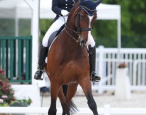 Françoise Hologne-Joux and Françoise Niclau's now 17-year old Hanoverian Warhol (by Warkant x Saint Cloud) has been one of the most consistently top scoring small tour horses in Europe. 