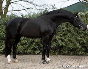 Negro (by Ferro x Variant) :: Photo © Dirk Caremans