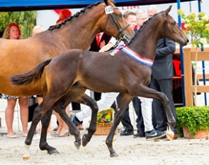 Metallic (by Franklin x Davino VOD) :: Photo © Digishots