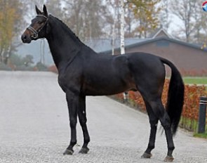 Nagano (by Negro x Lord Leatherdale)