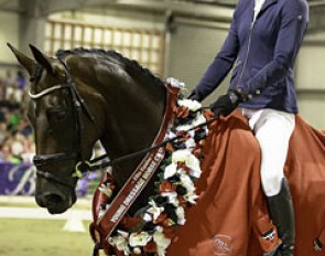 Zoie Gray and Stoneylea Welt Princess are the champion of champions at the 2017 New Zealand Young Horse Championships :: Photo © Libby Law