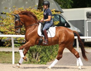 Dressage Pro's Vernissage (by Vitalis) under owner Katrin Burger