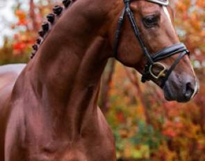 Indian Summer (by Wynton x Flemmingh x Nimmerdor)