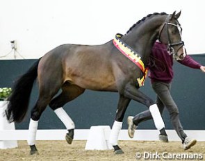 Ons Noud, dressage champion of the 2017 Belgian Warmblood Stallion Licensing :: Photo © Dirk Caremans