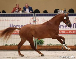 Jalabert ASD at the 2017 KWPN Stallion Licensing :: Photo © LL-foto