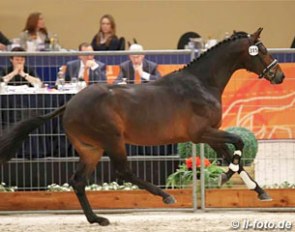 Jambeau (by Apache x Hitchcock) at the 2017 KWPN Stallion Licensing :: Photo © LL-foto