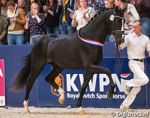 Jameson, champion of the 2017 KWPN Stallion Licensing :: Photo © Leanjo de Koster