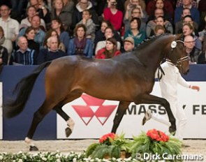 Joop TC at the 2017 KWPN Stallion Licensing in 's Hertogenbosch :: Photo © Dirk Caremans