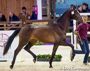 Ons Noud at the second phase of the 2017 BWP Stallion Licensing :: Photo © Dirk Caremans