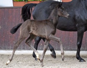 The Frascino x Desperados foal presented at the 2017 Lodbergen Spring Breeders Meeting :: Photo © Tanja Becker