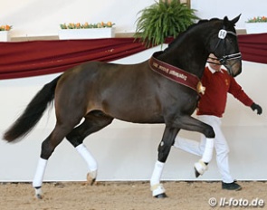 The Desperados x Diamond Hit who was named champion of the 2017 South German Stallion Licensing :: Photo © LL-foto