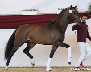Diamo Gold x Rubin Royal