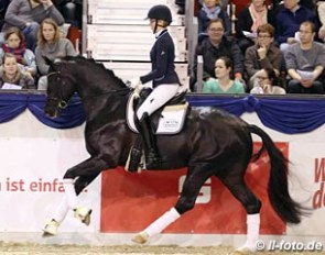 For Final (by For Romance x Dimaggio) at the 2017 CDN Munster Indoor stallion show :: Photo © LL-foto