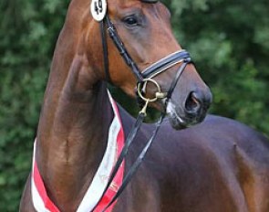 Ratina B, champion of the 2017 Westfalian Elite Mare Show :: Photo © LL-foto