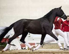Dörnberg (by Dante Weltino x Almox Prints J) at the 2017 Austrian Warmblood Stallion Licensing :: Photo © Hans Kraus