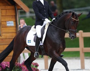 Swedish Mattias Jansson on the Danish bred Gorklintgaards Quinto (by Quaterback x Sunny Boy). The horse has nice shoulder freedom in trot but lacked elasticity in the contact