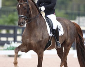Diana Porsche on her new ride Chrevi's Ravello (by Skovens Rafael x Chrevi's Cavallo). He was previously owned by Vivi and Christian Vang Lauritsen and competed by Michala Damm Frydenberg 