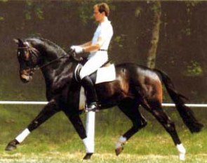 Grosso Z (by Goliath Z x Furioso II x Lugano I x Welf)
