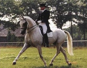 Mark Biemans on KWPN breeding stallion Uniform