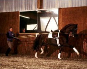 Sven Rothenberger working Donnee in long reins at home in Bad Homberg, Germany, 1996 :: Photo © Arnd Bronkhorst