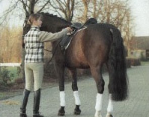 Delphine Meiresonne getting ready to ride Noble Casper