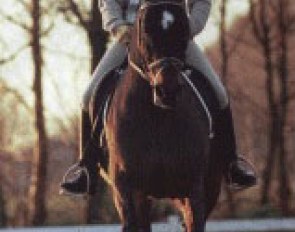 Delphine Meiresonne and Noble Casper training at Coby van Baalen's :: Photo © Dirk Caremans