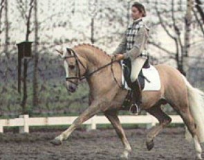 Delphine Meiresonne aboard her new FEI star pony, Top Yellow. The Meiresonne family purchased him from Johann Hinnemann. Under Bettina Hinnemann and Eva Nolden (now Dr. Ulf Moller's wife), Top Yellow was a double Bundeschampion