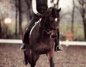 Marlies van Baalen at home riding Habibi