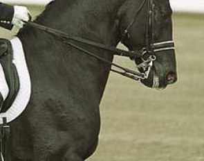 Ferro at the 1998 World Equestrian Games :: Photo © Dirk Caremans