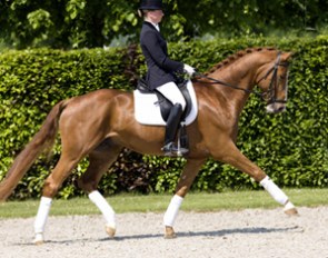 Lord Sunshine (by Lord Loxley x Enim Pascha)