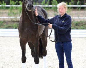 A La Fasine (by Ampere x Furst Romancier x Sir Donnerhall x Don Schufro), a charming 2,5 year old mare for sale at the 2015 AOS Auction in Ankum on 27 September 2015
