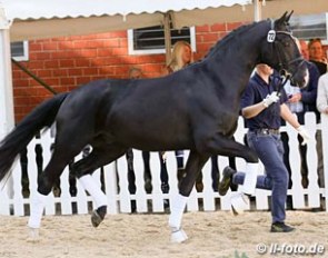 Dancissimo, top selling dressage horse at the 2016 AOS Auction :: Photo © LL-foto