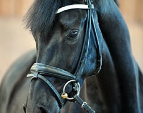 Damon's Dream: 4-year old gelding by the Olympic dressage stallion Damon Hill