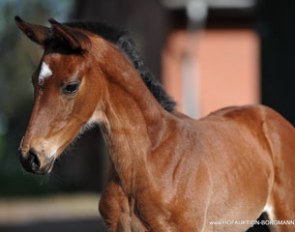 Smashing foals for sale at the 2015 Hofauktion Borgmann