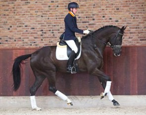 Ashley Holzer's Giant at the 2015 Excellent Dressage Sales