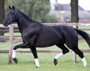 A Special Poetin (by Jazz out of Poetin (by Sandro Hit x Brentano II) in foal to Totilas
