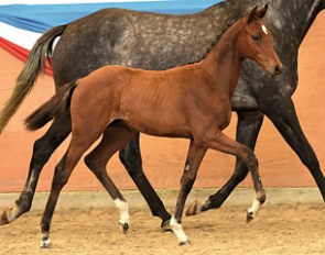 Colt by Catoo x Ibisco xx