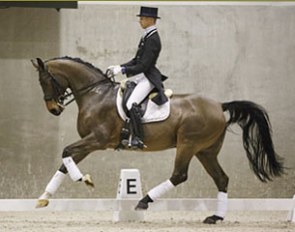 9-year old Grand Prix horse Borsato: Elasticity, power, lightness, elegance are this talent’s trademarks