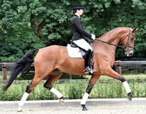 Darfino: with his spectacular trot this lovely Danone son stands out and demonstrates his exceptional talent