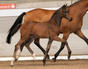 Filly by Buckingham x Conthargos