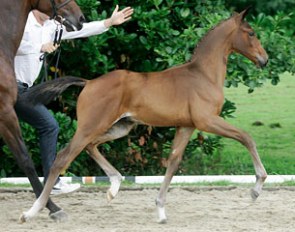 Hoby Utopia (by Chippendale x Metall)