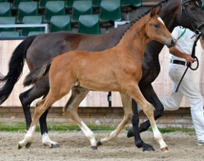 Kohinoor A (by George Clooney x Lord Leatherdale)
