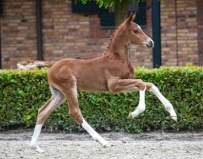 Luxury Star-K van 't Kattenheye, top seller at the 2016 KWPN Foal Auction Borculo