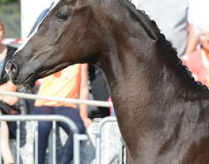 Shaneia de Luxe at the 2014 Swiss Elite Foal Auction :: Photo © Elisabeth Weiland